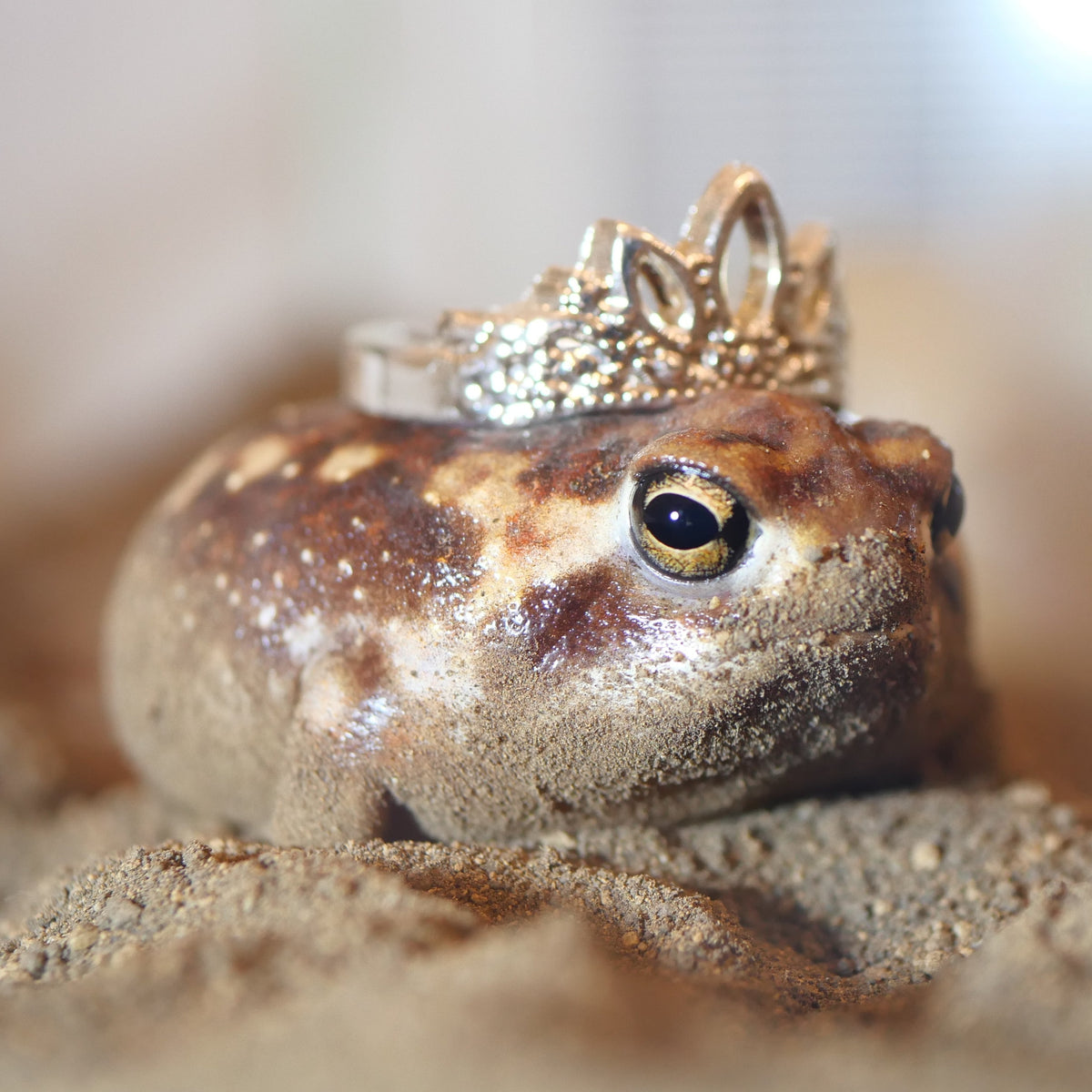 Rain Frog Wallpaper Pack + Exclusive Video.